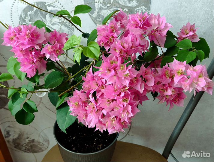 Бугенвиллии; Сциндапсус и Много Других