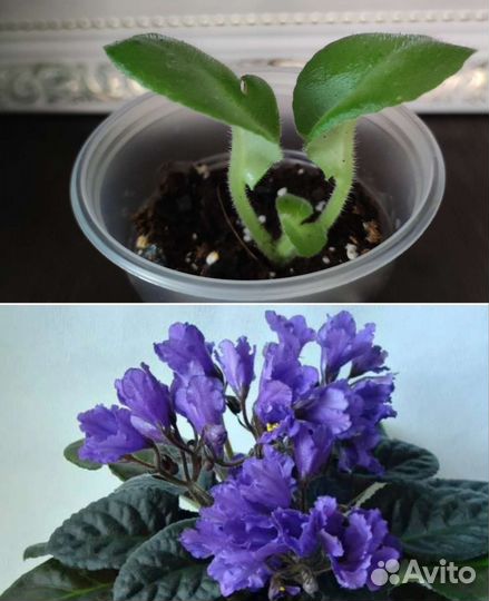 Фиалки редких сортов