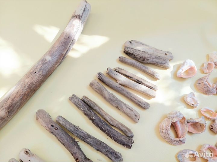 Набор для творчества дрифтвуд морские ракушки