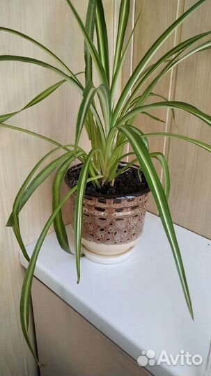 Хлорофитум в отличном горшке