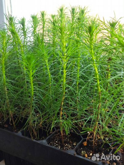 Сеянцы сосны и ели зкс