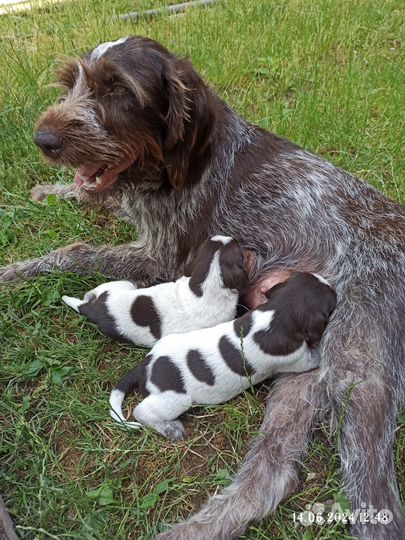 Продам щенков Дратхаар