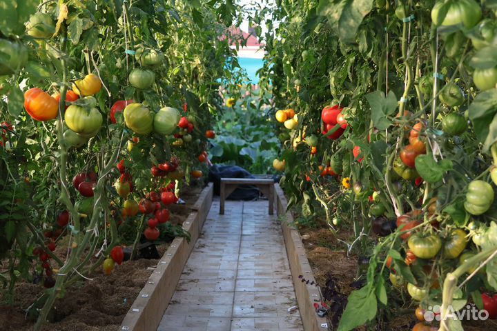 Рассада коллекционных томатов