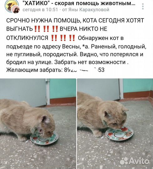 Котик раненый