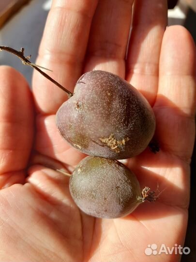 Ежевика,актинидия,лимонник,розмарин