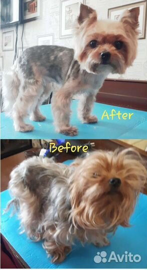 Грумер на дом, стрижка, вычес, тримминг