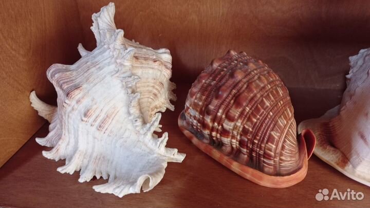 Коллекция морских Ракушек