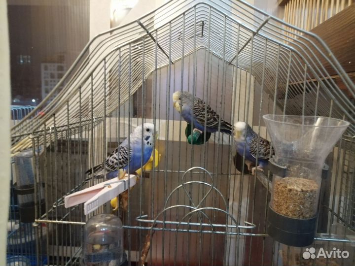 Птенцы волнистый попугай