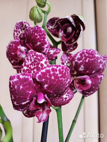 Орхидея Дикий Кот