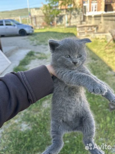 Котята в добрые руки бесплатно мальчики