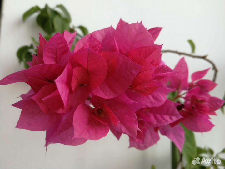 Бугенвиллия укорененные черенки