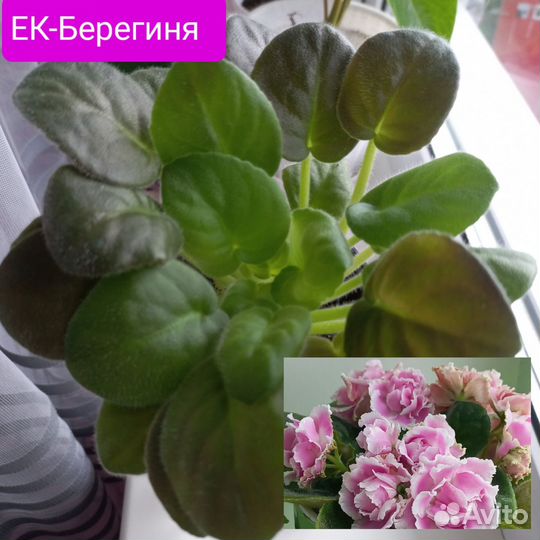 Фиалки сортовые