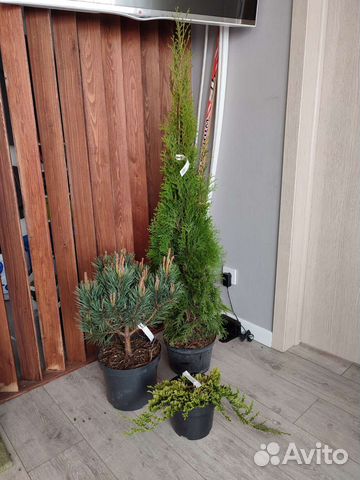 Хвойная композиция, привезу