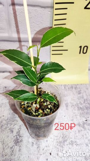 Фикус Альбомаргината, Ретуза Грин, Нина