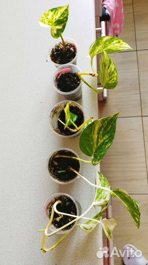 Эпипремнум сциндапсус золотистый