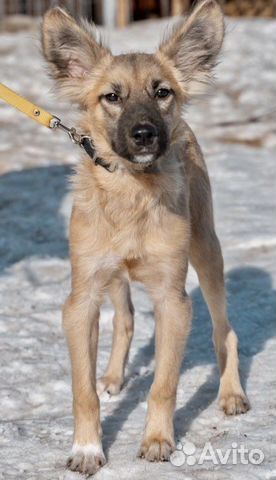 Собака Ушастый