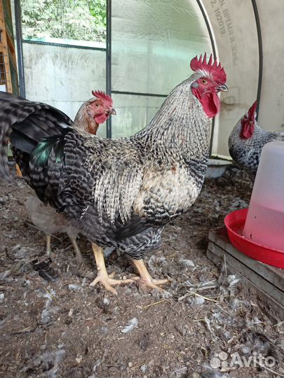 Молодые петухи