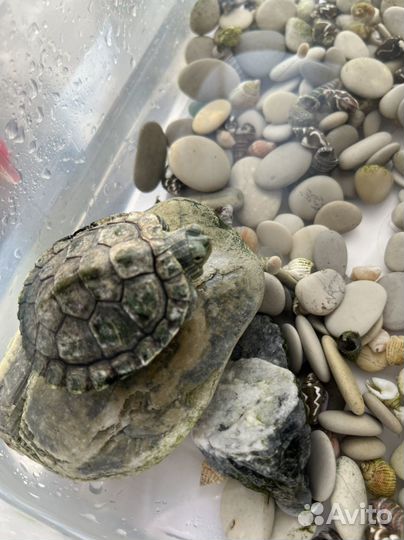 Красноухая черепаха