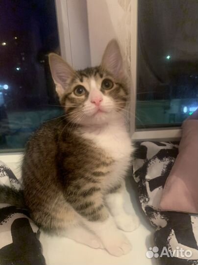 Кошка
