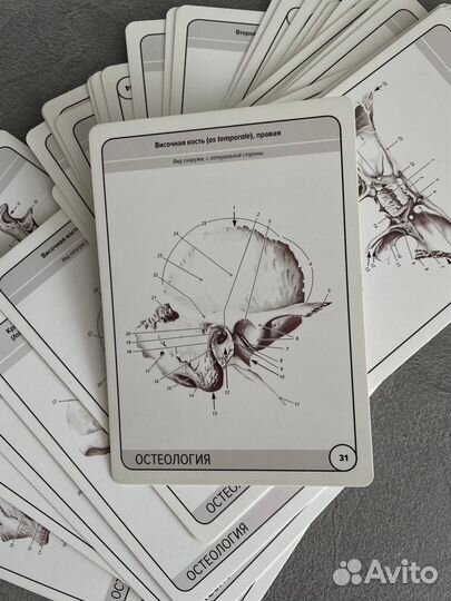 Карточки по остеологии Сапин М.Р