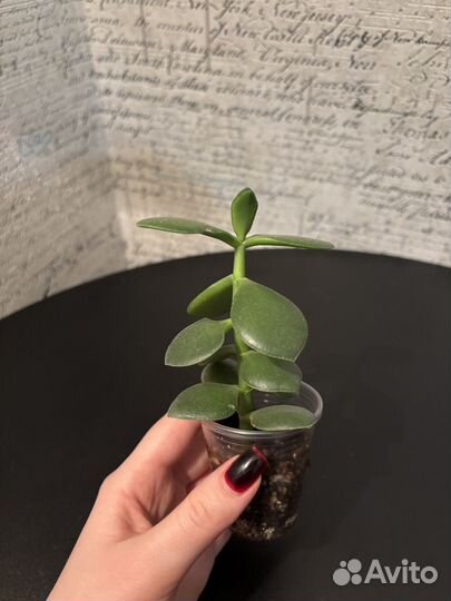 Толстянка (денежное дерево)