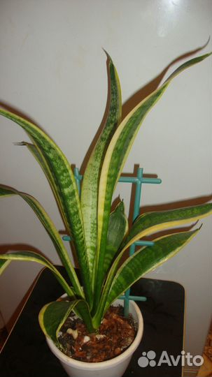 Домашние цветы