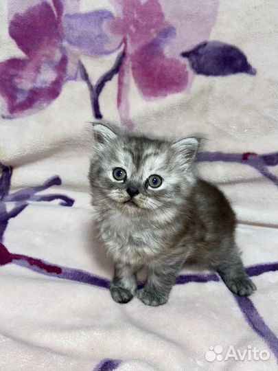 Вислоухие котята