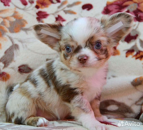 Щенки чихуахуа