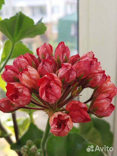 Пеларгония герань тюльпановидная