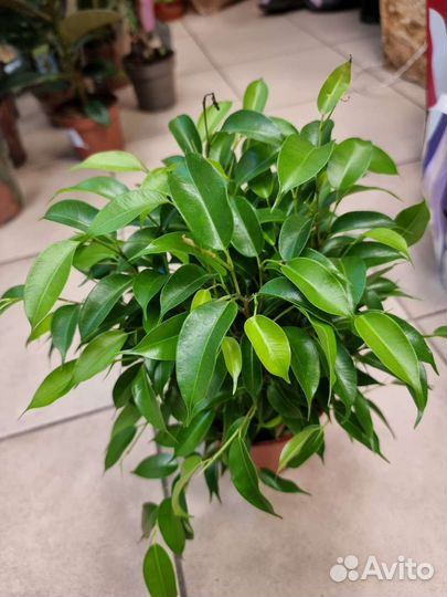Фикус,комнатные растения, (натасия)