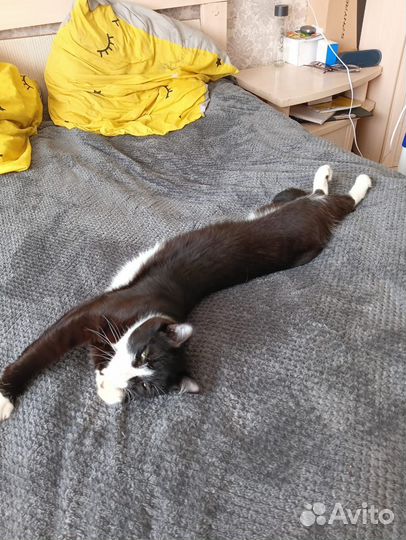 Котеночек