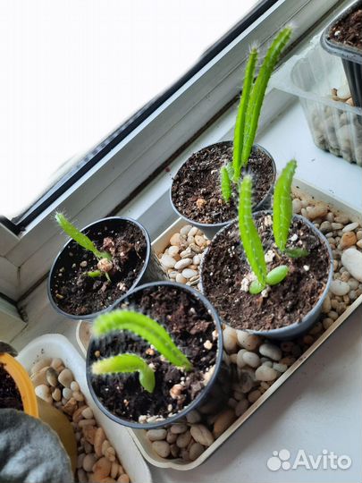 Питахайя или драконий фрукт