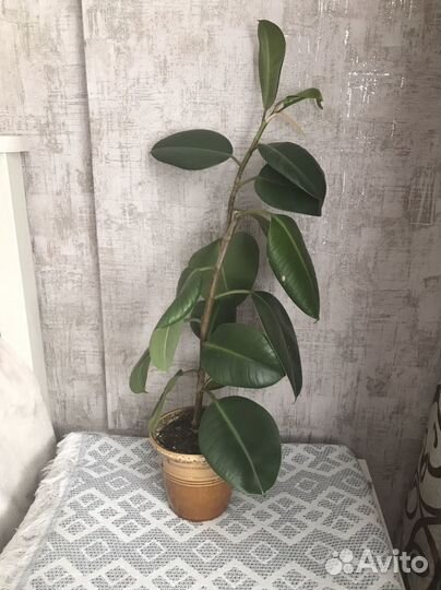 Толстянка фикус