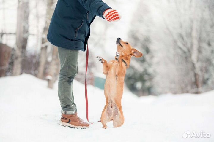 Рыжий коротколапик в поисках дома
