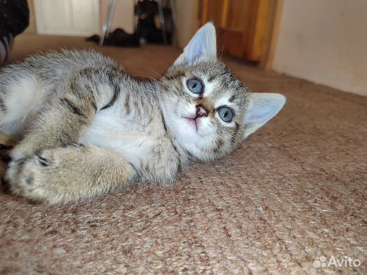 Домашние котята