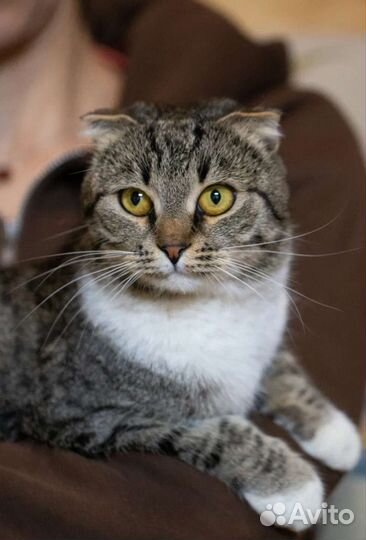 Ласковая вислоушка Глэдис в поисках дома