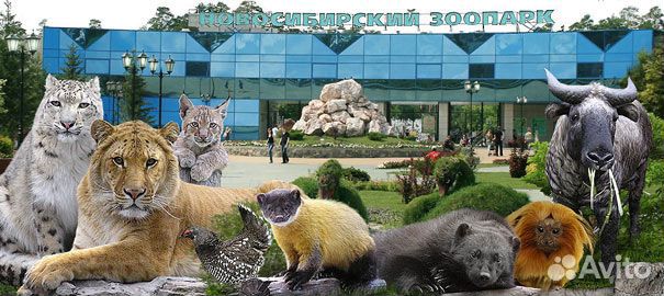 Сотрудник в кафе