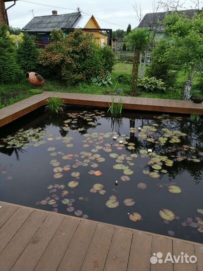 Нимфея (водная лилия)