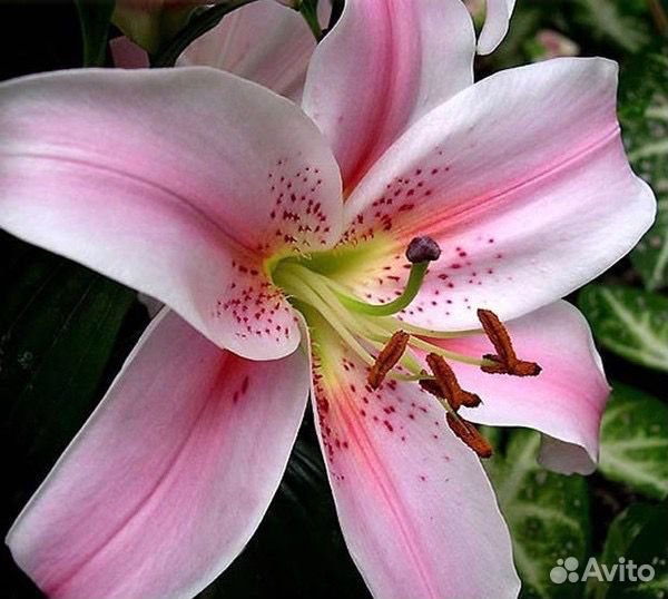 Саженцы лилий