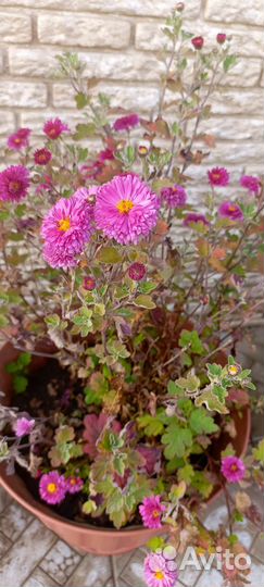 Хризантема