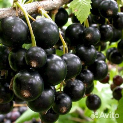 Саженцы смородины черной красной