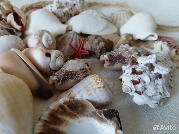 Ракушки для декора