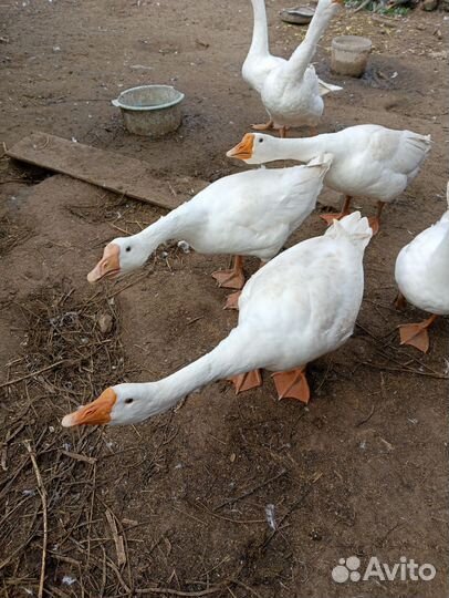 Гусь тушки 500р. кг. под заказ