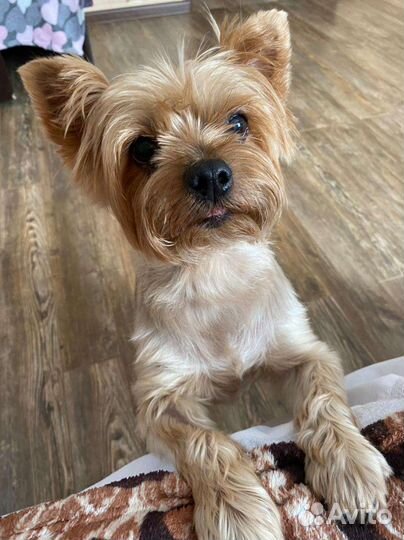 Передержка животных, услуги кинолога