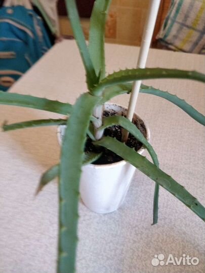 Алоэ столетник