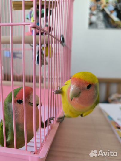 Попугаи неразлучники с клеткой