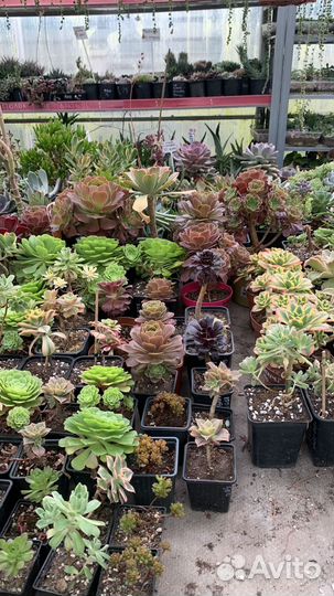Теплица с суккулентами