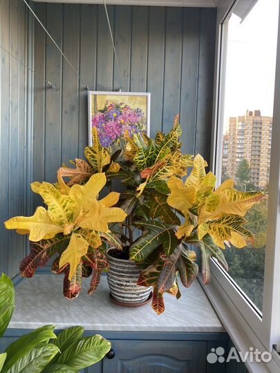 Кротон кодиеум экселент 75см