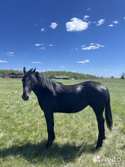 Лошадь Орловской породы