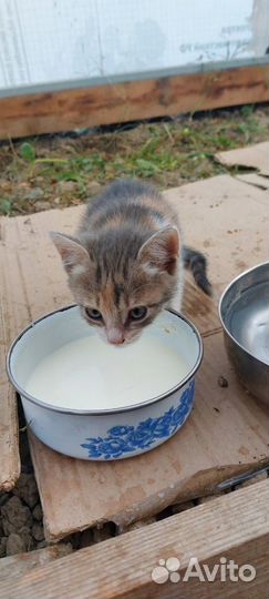 Котики бесплатно в добрые руки